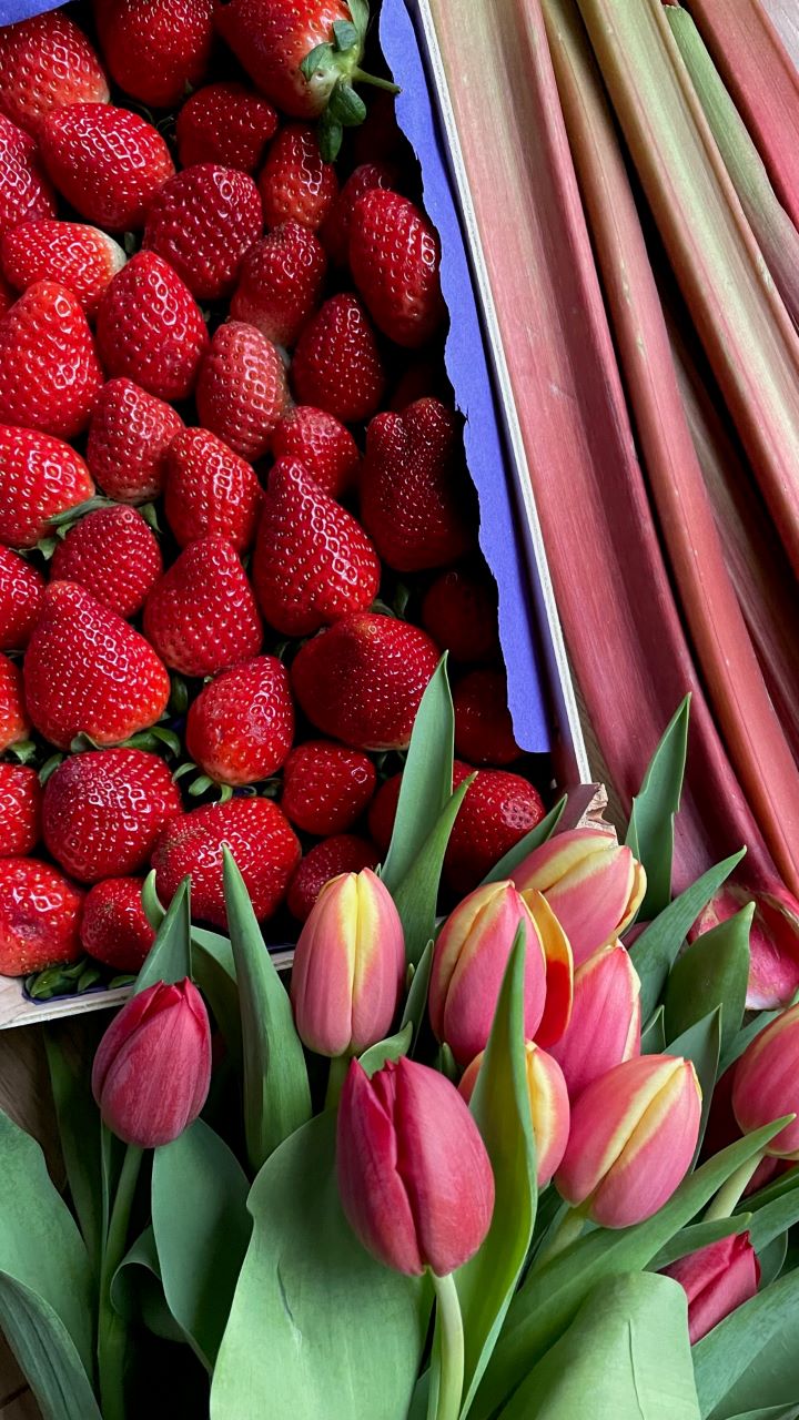 Frische Rhabarber und frische Erdbeeren mit Tulpen
